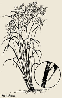 image of switchgrass